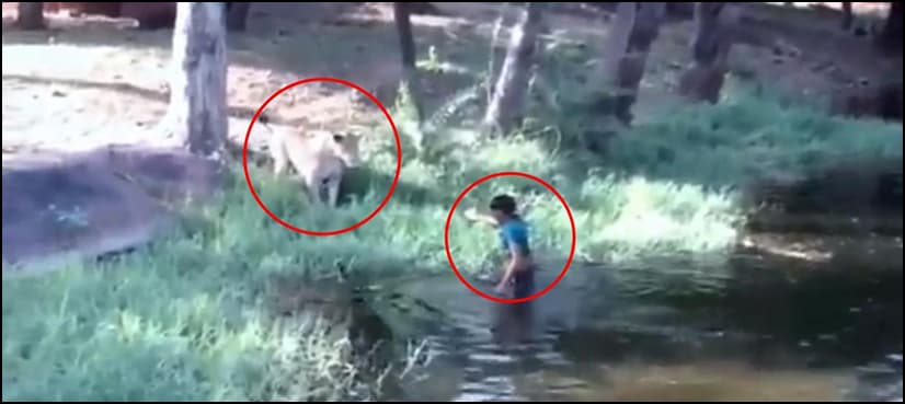 WATCH: Drunk man jumps into lion’s cage to ‘shake hands’ with the animal