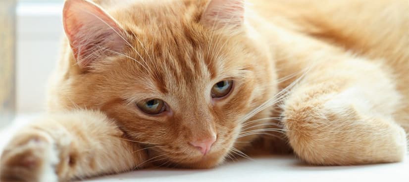 Woman dies after being bitten by sick cat