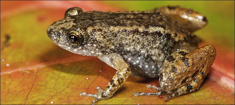 New study reveals how frogs flourished after dinosaurs croaked