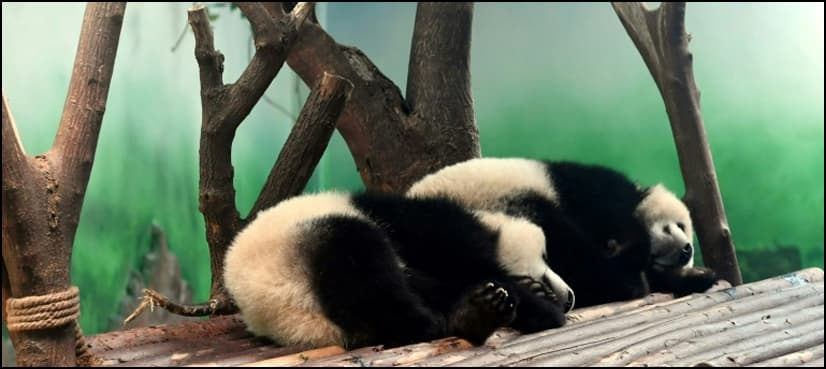 China outrage over 'panda abuse' video