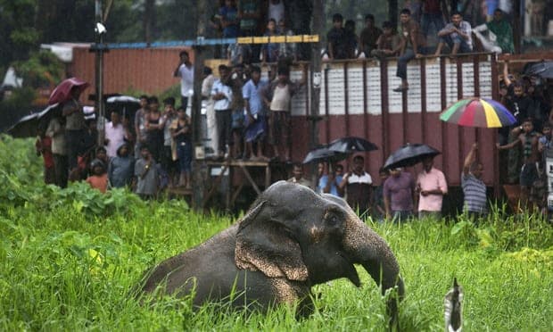 Elephant blamed for 15 deaths in eastern India shot dead