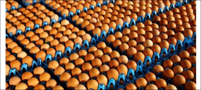 EU Commissioner calls for summit over major egg contamination scare