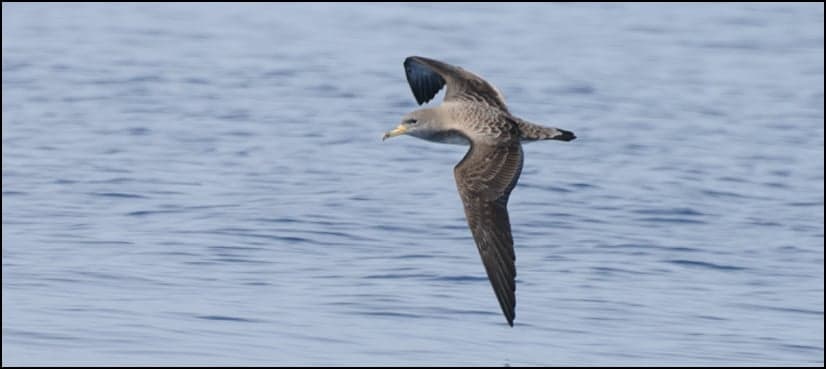Some birds smell to navigate, experiment shows
