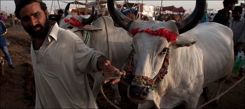 Fraudsters selling animals with fake teeth in Karachi's cattle market