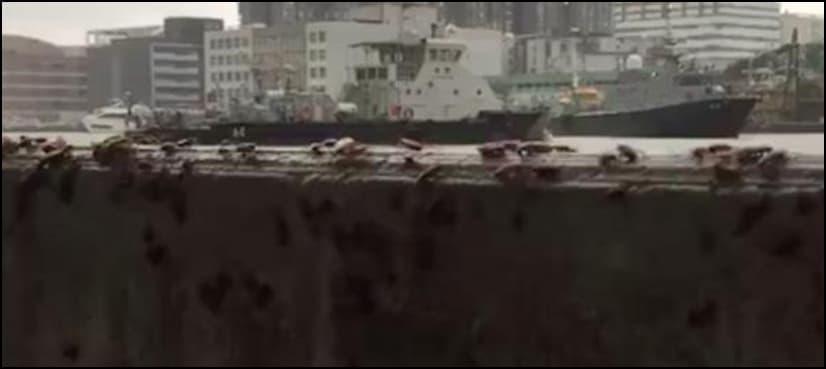 VIDEO: Thousands of cockroaches ‘flee’ typhoon in Chinese city