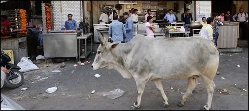 Indian inmates  to be exposed to 'magical power' of cows under radical rehabilitation programme