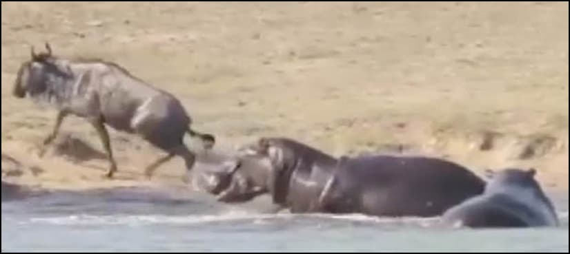 Two 'hero' hippos save a wildebeest from crocodile in incredible video