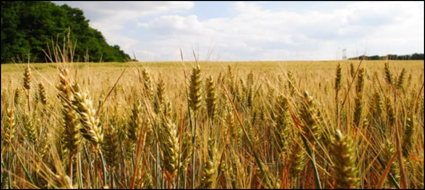 Global warming reduces protein in key crops: study