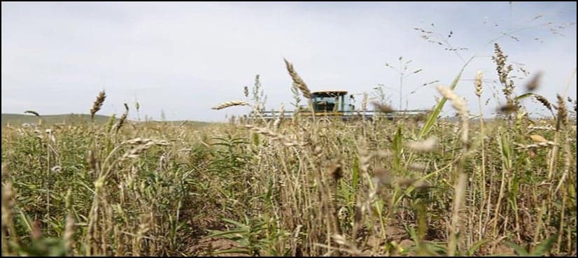 Pakistani farmers to get climate-resilient, high-yield seed varieties