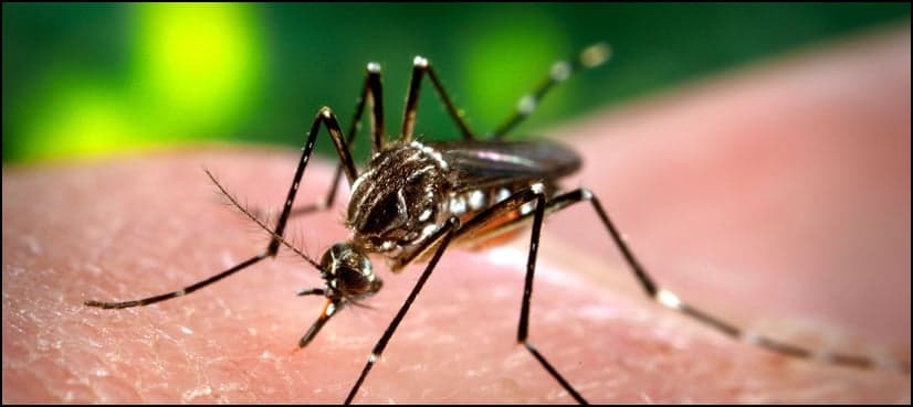 Young man dies of dengue in Karachi, toll climbs to 14