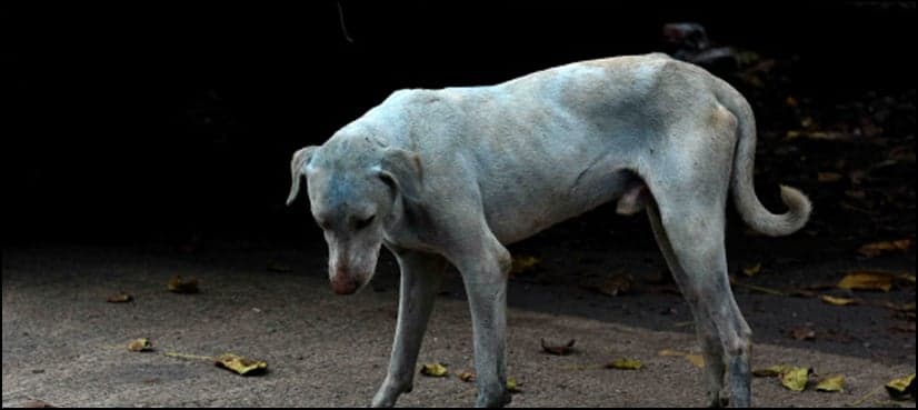 Indian factory shut for dumping dye after dogs turn blue