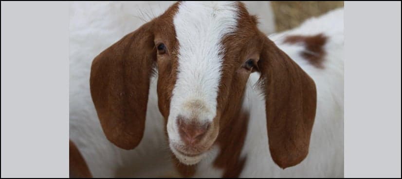 Indian village terrified by bizarre goat with human-like features