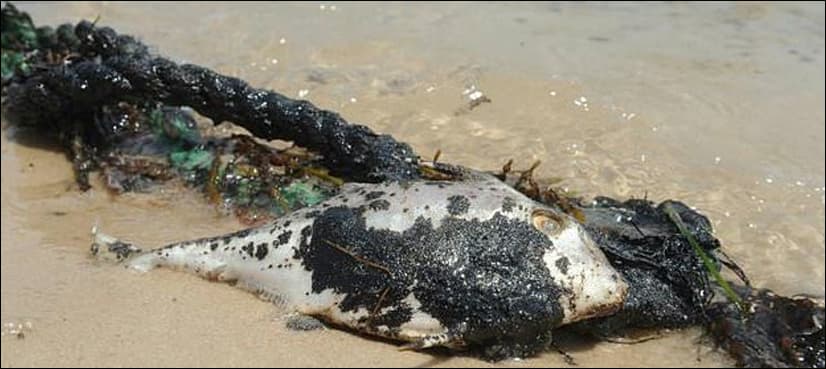 Kuwait says most of Gulf oil spill cleaned up