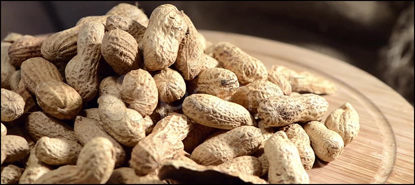Scientists make breakthrough in peanut allergy treatment