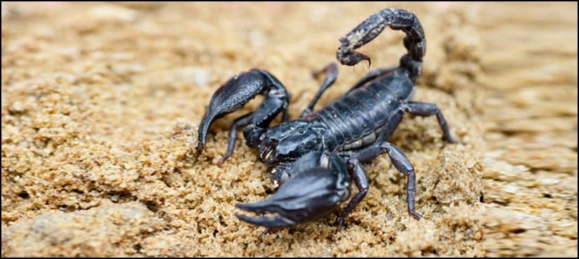 Scientists develop scorpion 'milking machine' for disease research