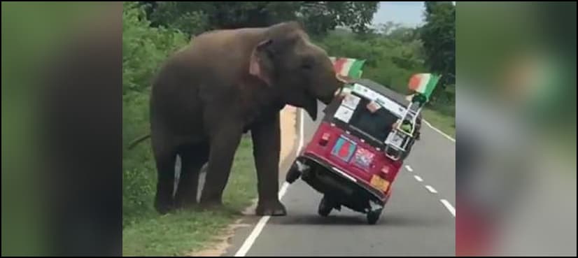 WATCH: Hungry elephant overturns vehicle in search of food