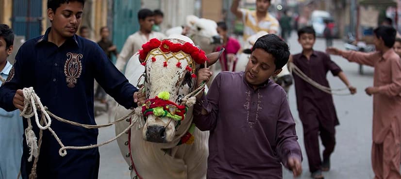 Sindh govt announces four days holidays for Eid-ul-Azha