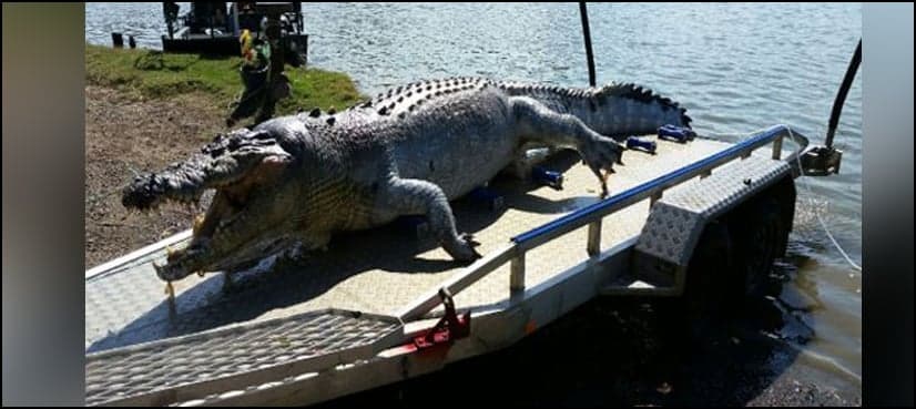 Australian police search killer of giant crocodile