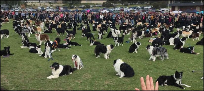 576 dogs gather in Australia to set unofficial world record