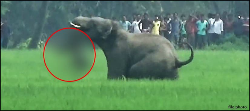 Wild elephants kill two Rohingya refugees in Bangladesh