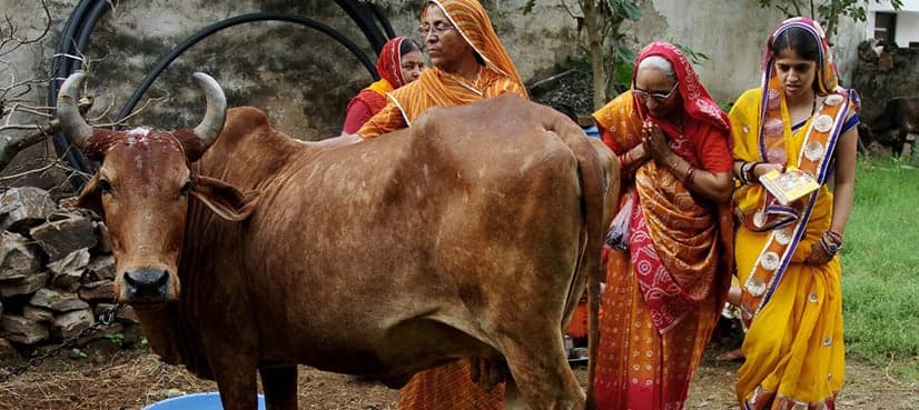Indian Supreme Court orders govt to take stern action against cow vigilantes