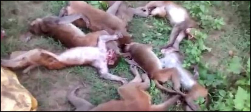 WATCH: 12 monkeys die from heart attacks at same time after seeing 'roaring tiger'