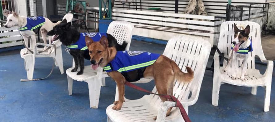 'Smart vest' turns stray dogs into Thailand's street guardians