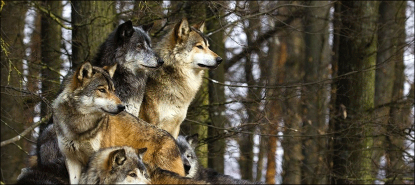Indian villagers kill last wolf from man-eating pack