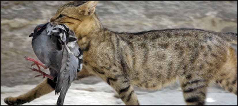Cats kill one million birds a day in Australia
