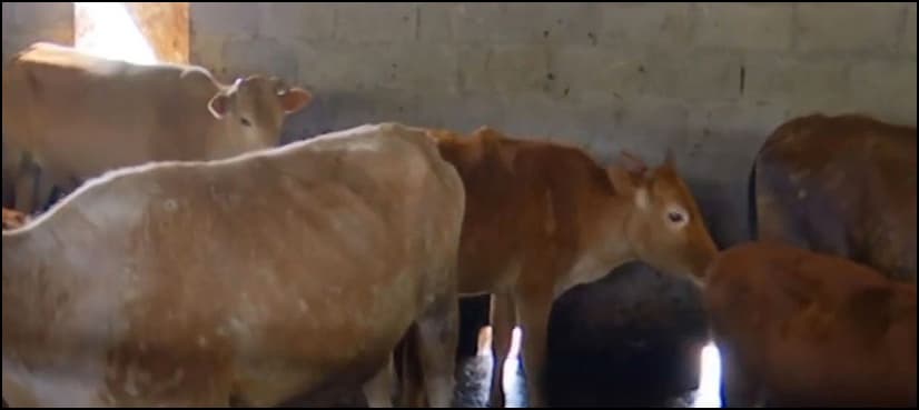 WATCH: Cow born with ‘fifth leg’ becomes tourist attraction at Chinese farm