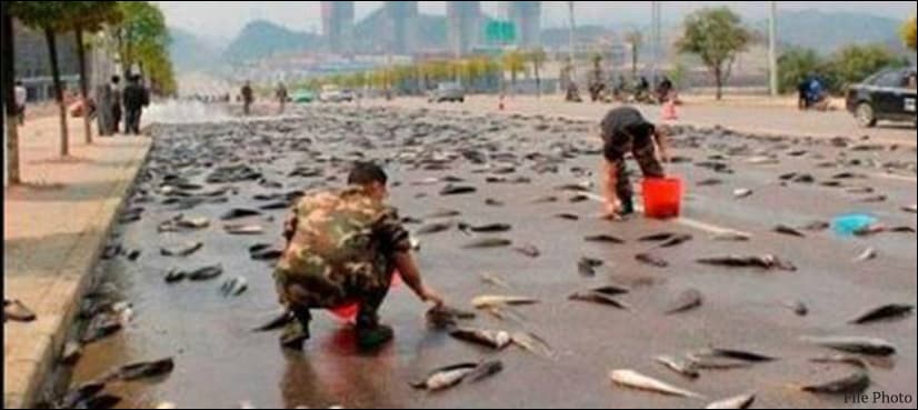 VIDEO: Fish fall from sky with rain in Mexico