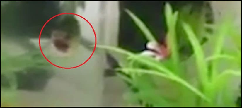 VIDEO: Footage of a 'headless' fish swimming goes viral