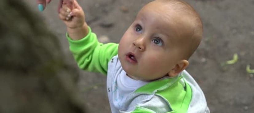 Babies are able to identify objects as 'spiders' or 'snakes'