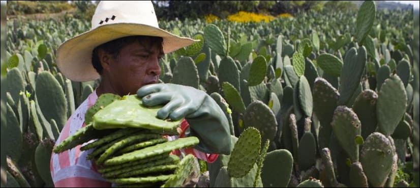 UN dishes up prickly pear cactus in answer to food security