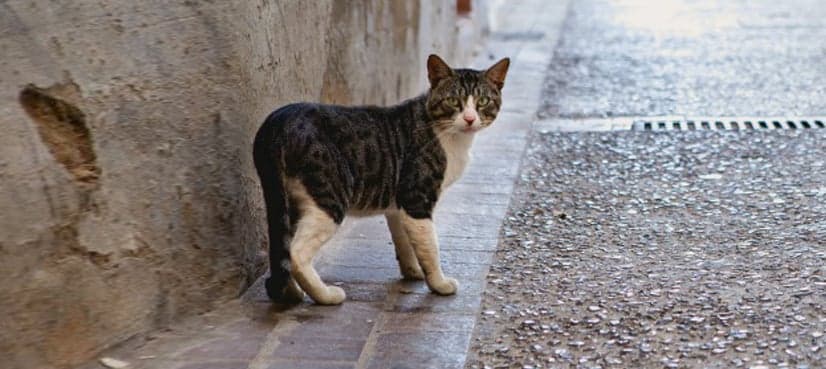 Stray cat identified as prime suspect in woman’s attempted murder