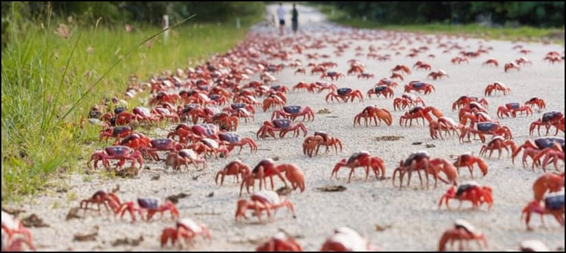 WATCH: Stunning footage captures migration of millions of crabs