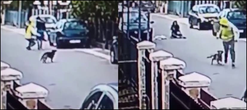 VIDEO: Dog foils robbery attempt by attacking thug