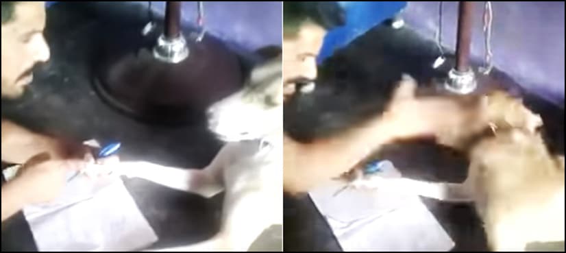 VIDEO: Man brutally beats up dog for not learning ‘ABCD’