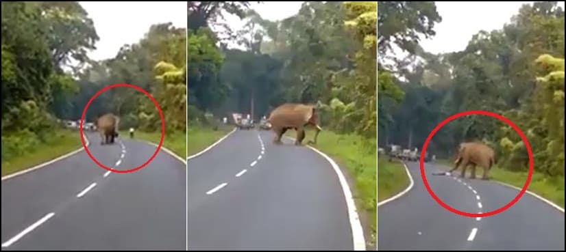 Elephant crushes man to death after he tries to take its picture, video goes viral