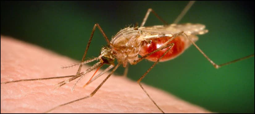 Child dies after contracting malaria at hospital in Italy