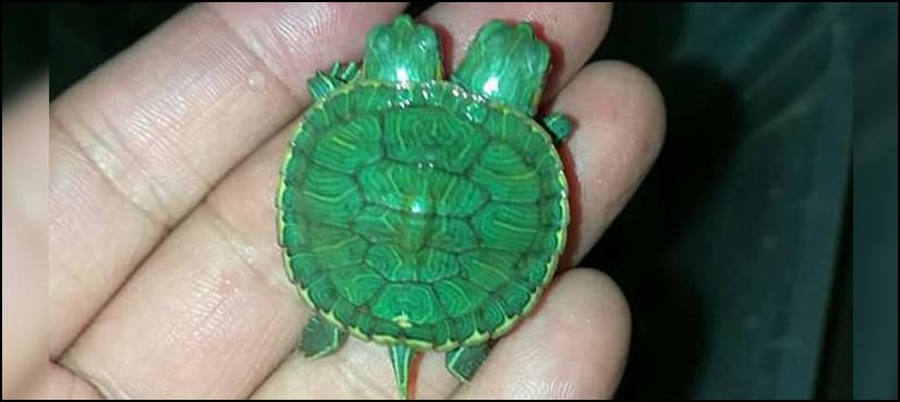 VIDEO: Rare two-headed turtle born in Thailand