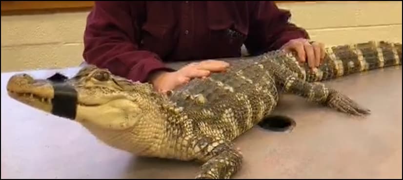 4-foot muscular alligator caught, named after Arnold Schwarzenegger