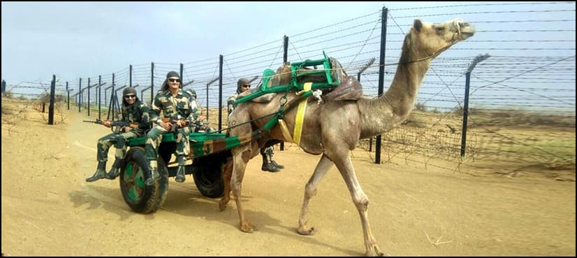 Indian Army plans to use camels for patrolling along China border