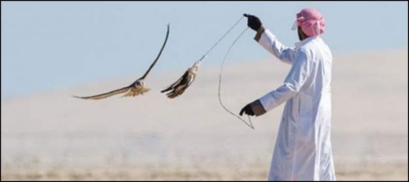 Security forces arrest four Arab nationals for illegal hunting in Nushki