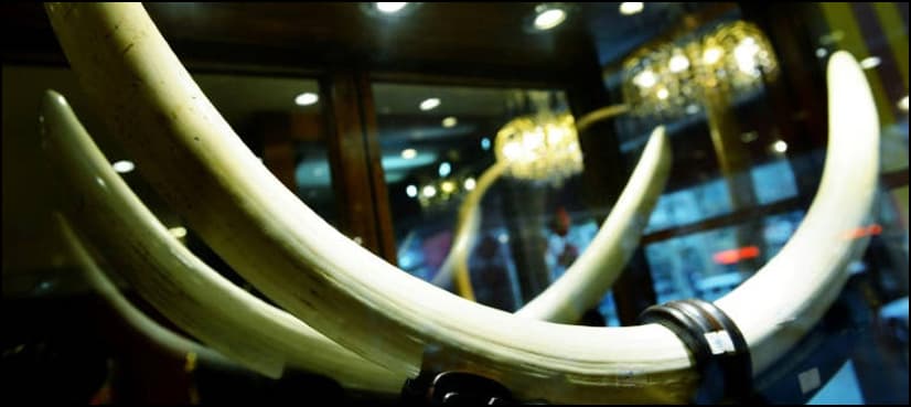 Chinese ban on ivory sales goes into effect