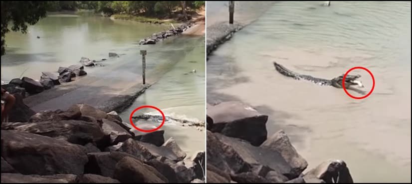 WATCH: Crocodile snatches fisherman’s catch in Australian river, video goes viral