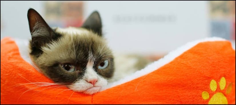I haz wins: Grumpy Cat in $710,000 court payout