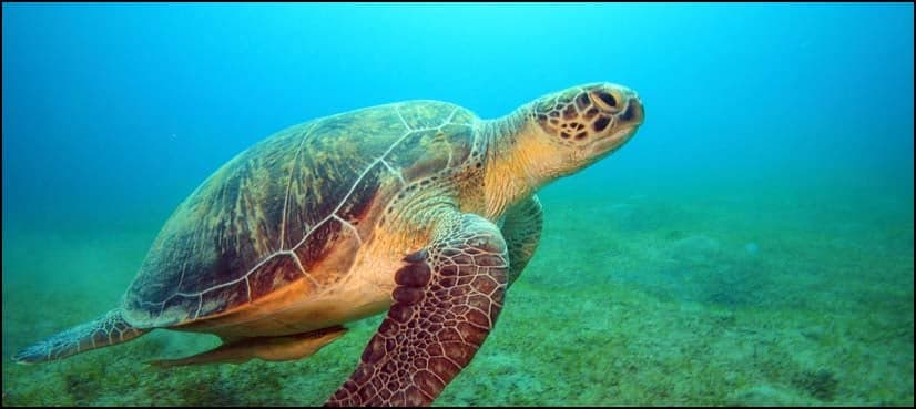 Eight children die after eating turtle in Madagascar