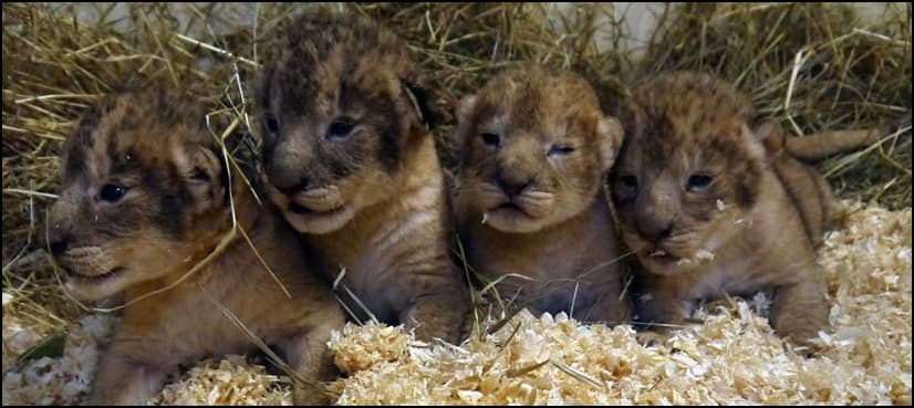 Zoo kills nine healthy lion cubs because ‘they were getting too big’
