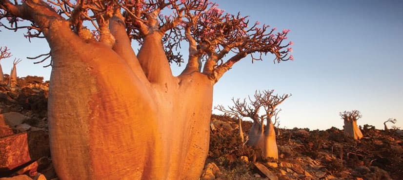 Complex plants were first to conquer land: study